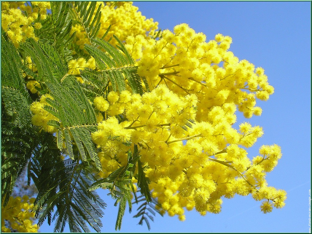 Festa della donna